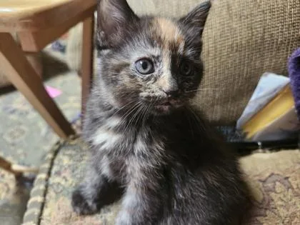 A baby small-sized female Domestic Short Hair cat named Aurora for adoption in Fort Worth, TX