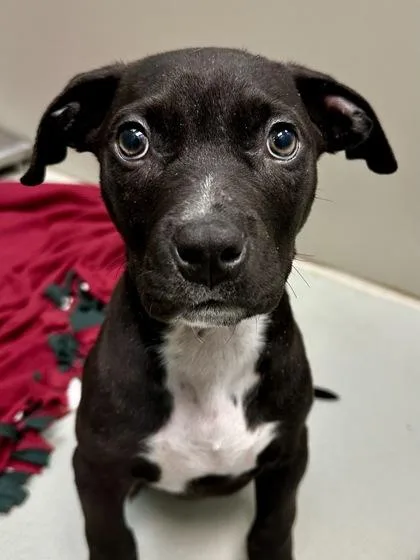 Ten Dollar Cowboy thumbnail 2