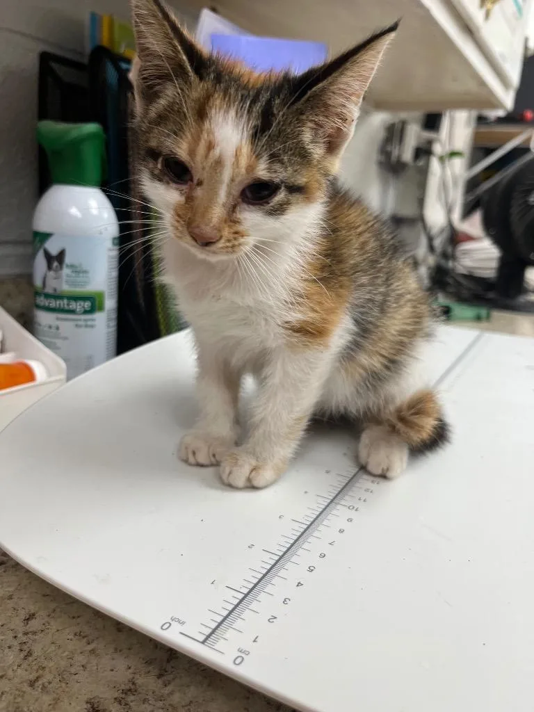 A baby small-sized female Domestic Short Hair cat named Cinnamon for adoption in Lavonia, GA
