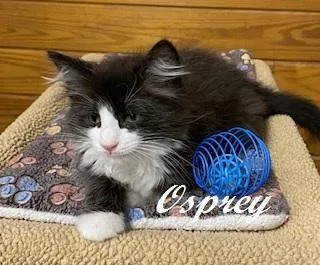 A baby small-sized male Black & White / Tuxedo Domestic Medium Hair cat named Osprey look at for adoption in Southern Pines, NC