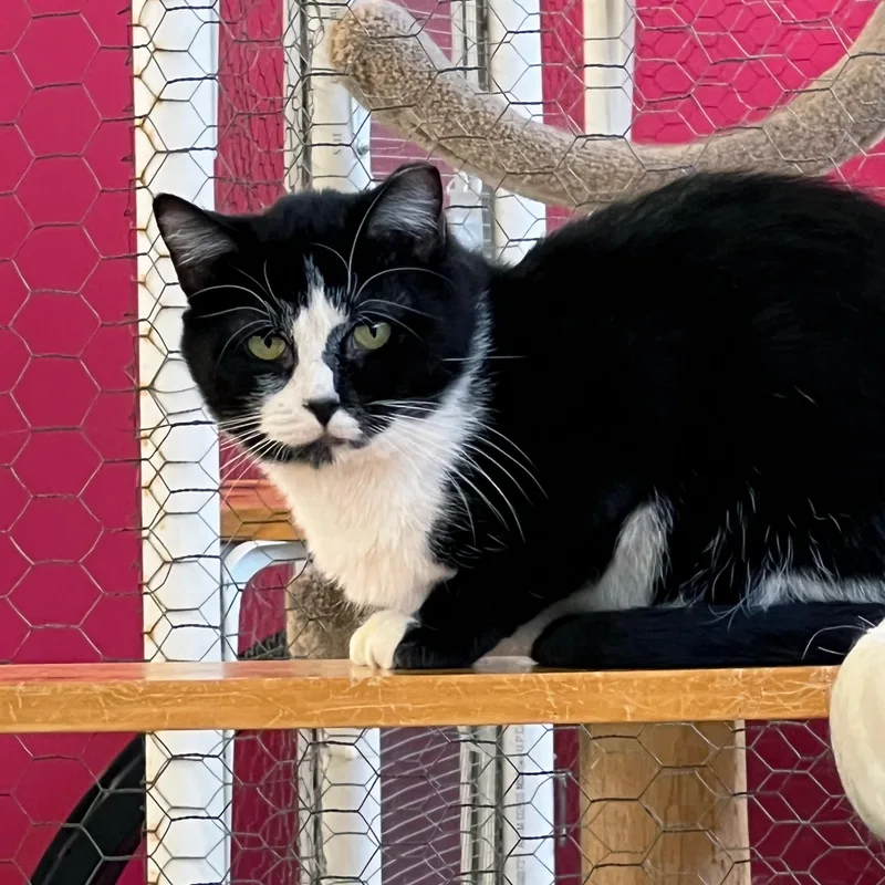 An adult medium-sized male Black & White / Tuxedo Domestic Short Hair cat named Finnick for adoption in St. Louis, MO
