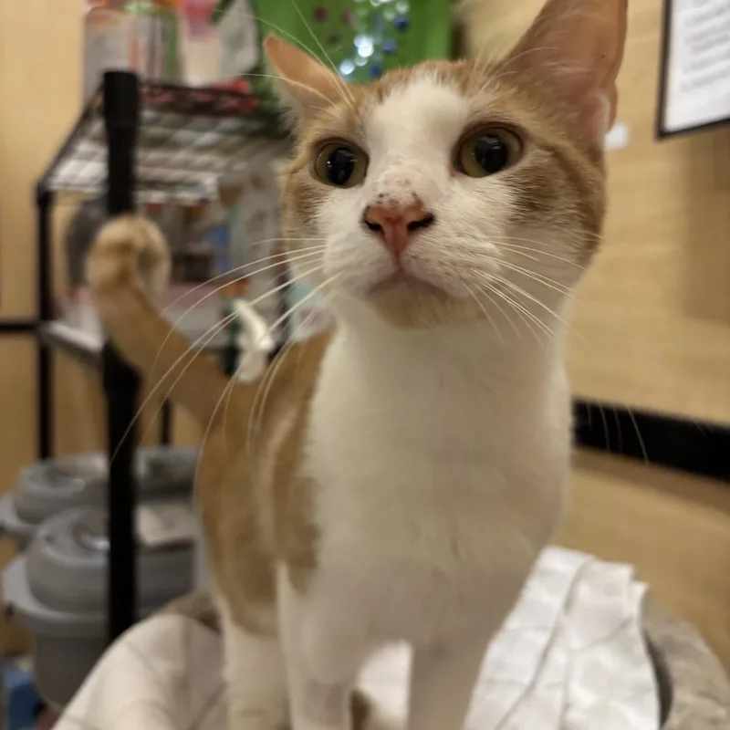 A young medium-sized female Orange & White Domestic Short Hair cat named Delilah for adoption in Worcester, MA