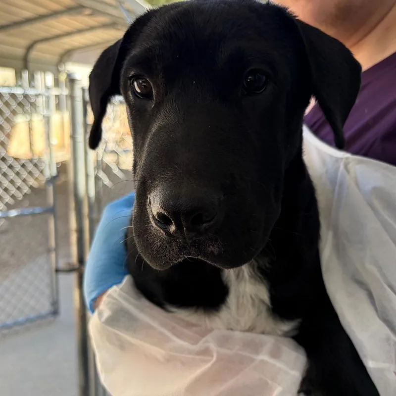 A baby medium-sized male Mixed Breed dog named Billy for adoption in Greenville, SC