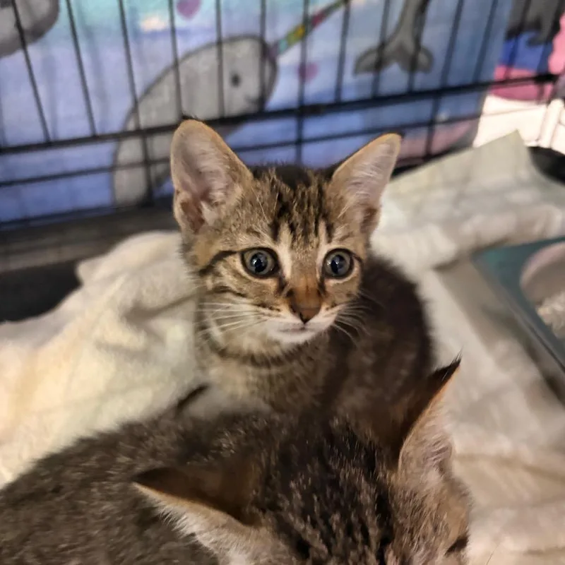 A baby small-sized male Brown / Chocolate Domestic Short Hair cat named Callum for adoption in Indianapolis, IN