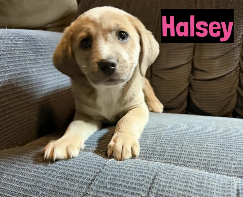 A baby medium-sized female Yellow / Tan / Blond / Fawn Yellow Labrador Retriever dog named Halsey for adoption in Grand Rapids, MI