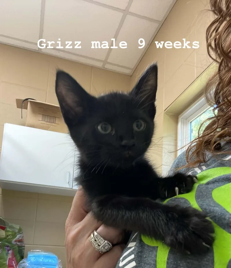 A baby medium-sized male Black & White / Tuxedo Domestic Medium Hair cat named Grizz for adoption in Fort Payne, AL