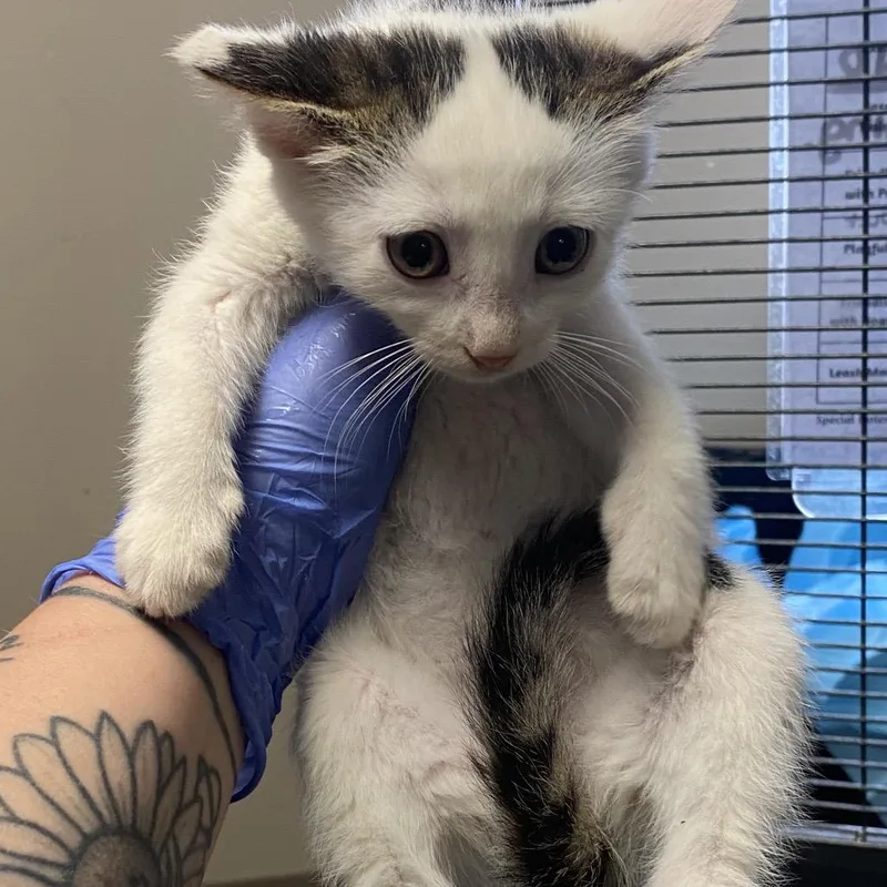 A baby small-sized female White Domestic Short Hair cat named Blair for adoption in Norfolk, NE