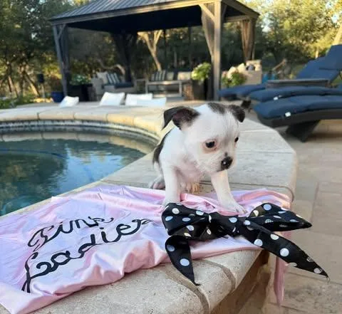 A baby small-sized female White / Cream Terrier dog named Grease Litter NH  for adoption in Vernon, CT