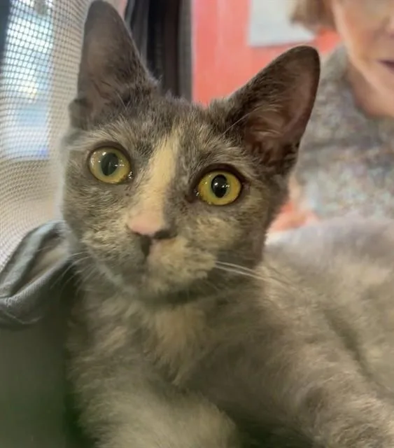 A baby small-sized female Domestic Short Hair cat named Wheat for adoption in Louisville, KY