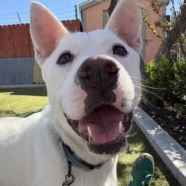 An adult medium-sized male White / Cream Labrador Retriever dog named Bolt for adoption in Albuquerque, NM