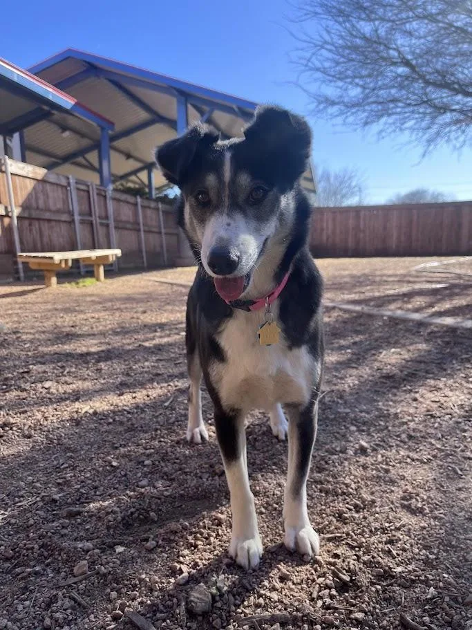 Cookie A thumbnail 2