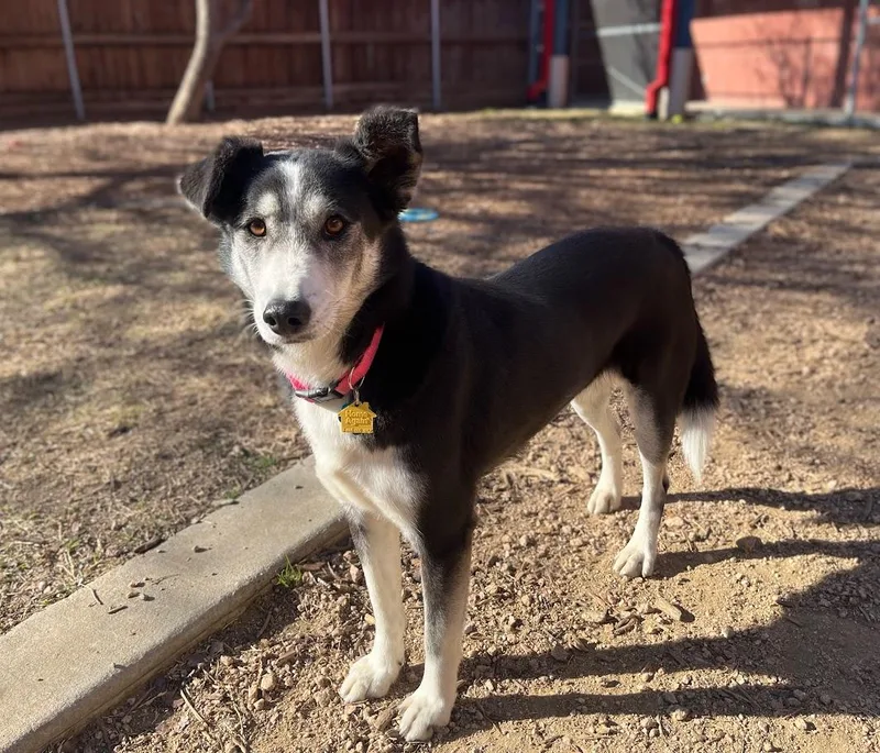 Cookie A thumbnail 3