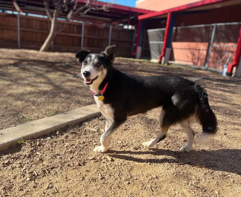 Cookie A thumbnail 4