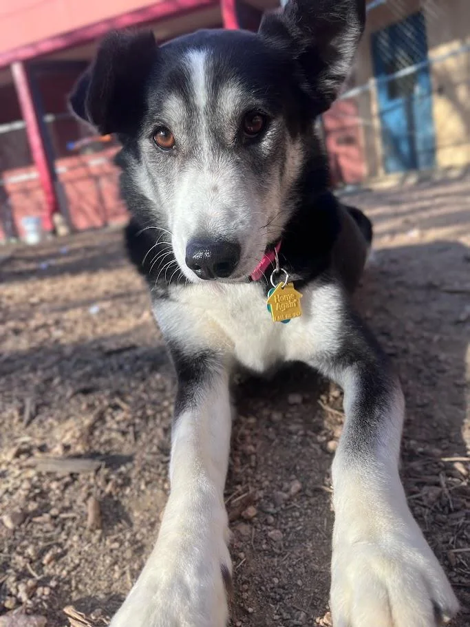 Cookie A thumbnail 5