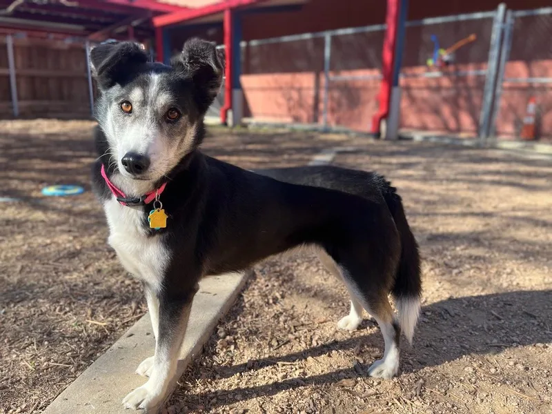 Cookie A thumbnail 6