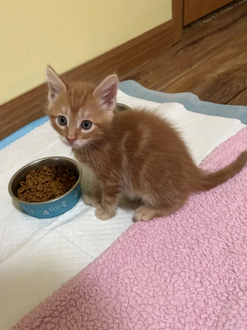 A baby medium-sized male American Shorthair cat named Dark Orange for adoption in Big Rapids, MI