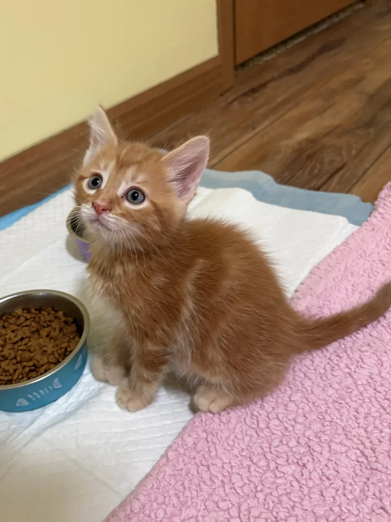 Dark Orange thumbnail 2