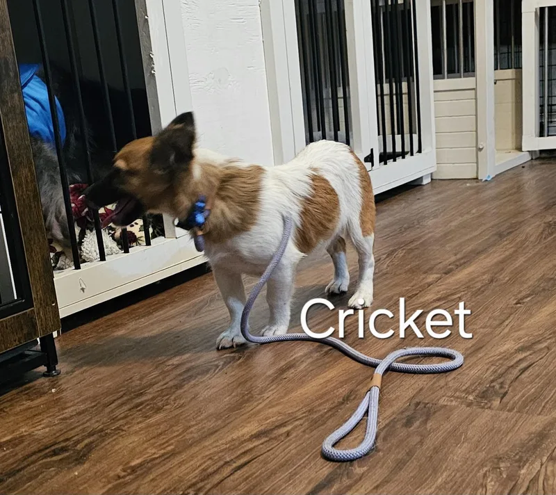 Cricket