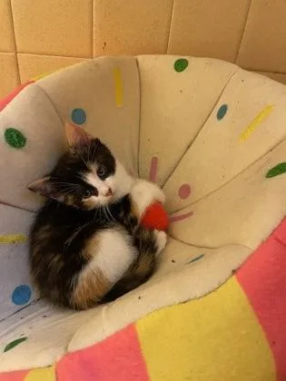 A baby small-sized female Domestic Short Hair cat named Oregano for adoption in West Chester, PA