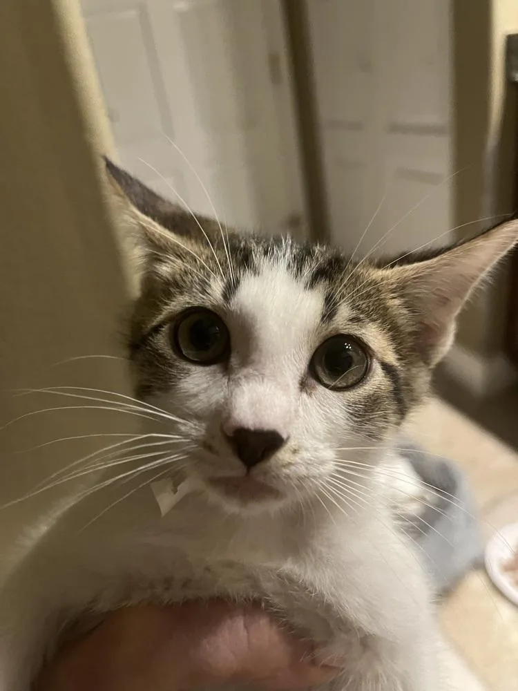 Wiggles