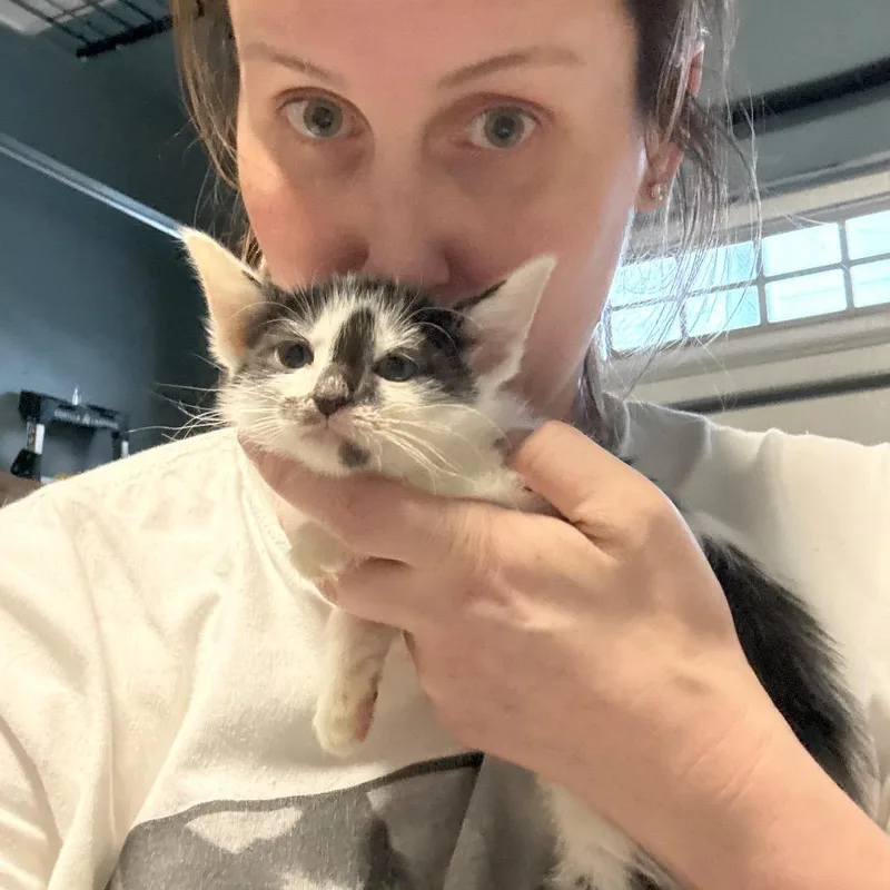 A baby medium-sized male Black & White / Tuxedo American Shorthair cat named Neymar for adoption in Houston, TX