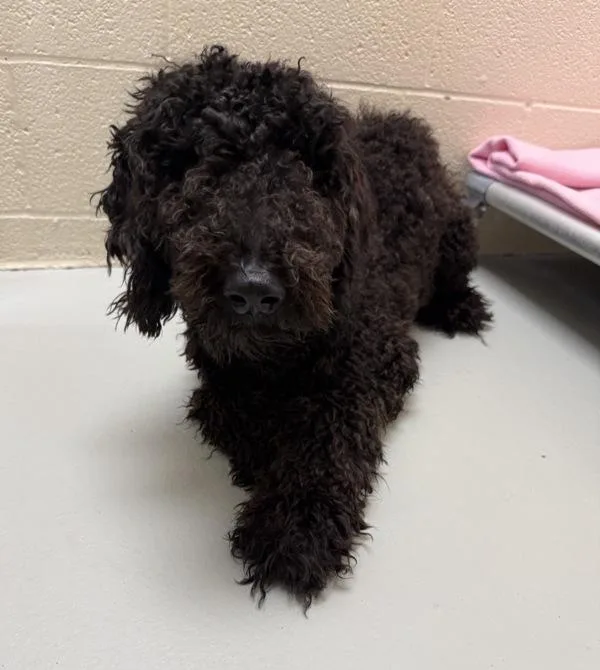 An adult medium-sized male Mixed Breed dog named Niles for adoption in Great Falls, MT