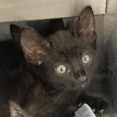 A baby small-sized female Black Domestic Short Hair cat named Sunstone for adoption in Long Beach, CA