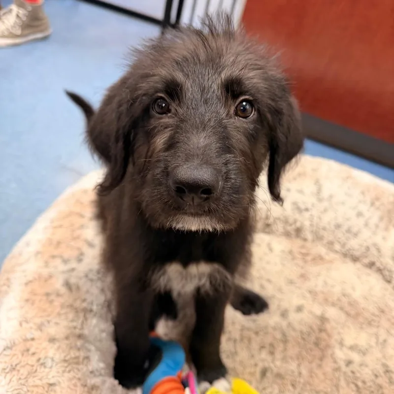 A baby small-sized male Black Mixed Breed dog named Birch for adoption in Gainesville, FL