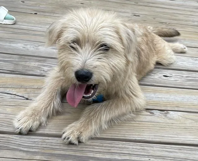A young small-sized male Yellow / Tan / Blond / Fawn Wheaten Terrier dog named Franky for adoption in Memphis, TN