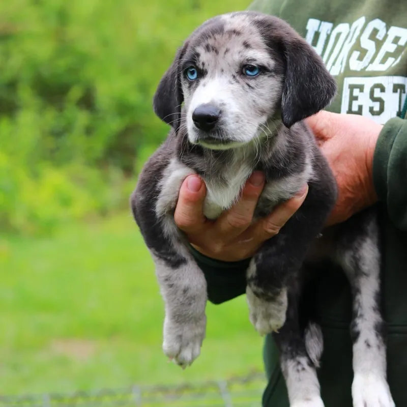 A baby medium-sized male Gray / Blue / Silver Catahoula Leopard Dog dog named Ct Portobello Avail May for adoption in Stormville, NY