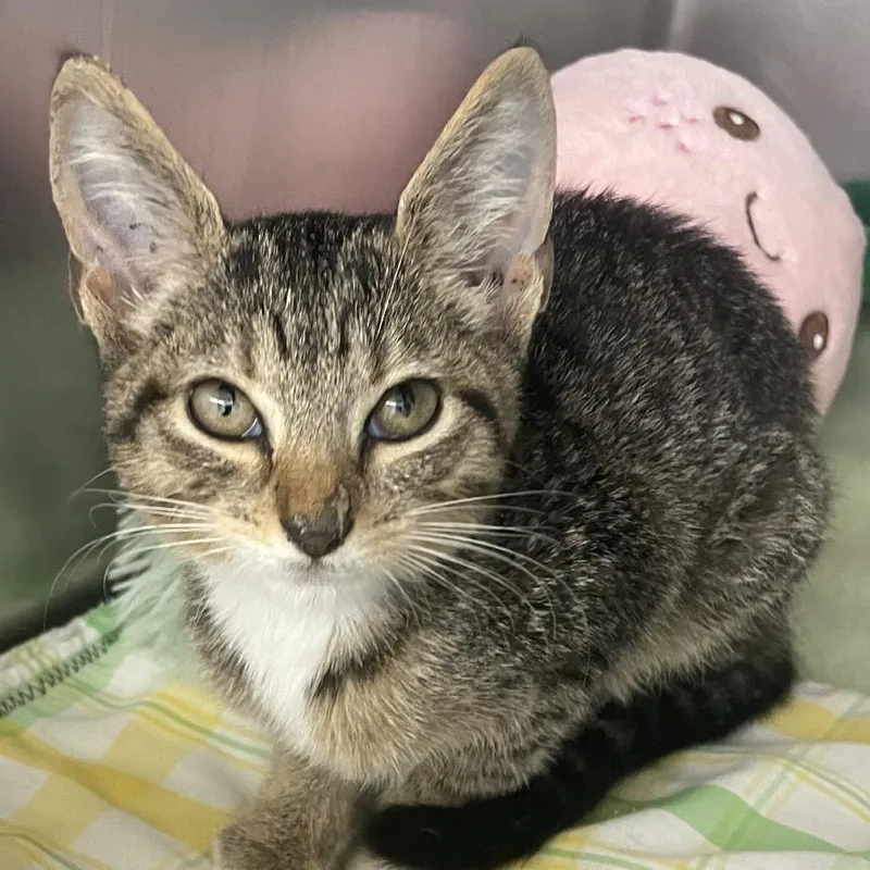 A baby small-sized female Brown / Chocolate Domestic Short Hair cat named Cindy for adoption in West Palm Beach, FL