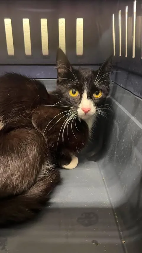 A baby medium-sized female Black Domestic Short Hair cat named Olive for adoption in Fruit Heights, UT