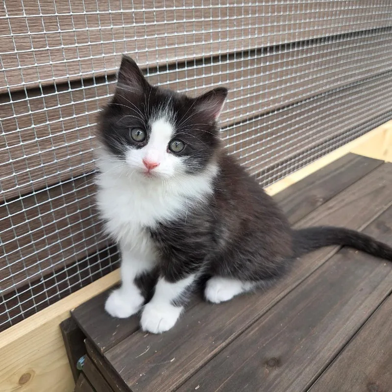 A baby small-sized male Black Domestic Medium Hair cat named Charmander for adoption in Wind Gap, PA