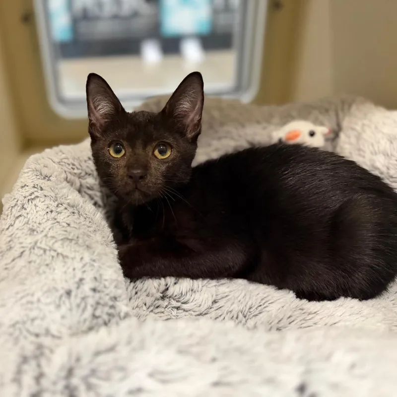 A baby small-sized male Black Domestic Short Hair cat named ShoeLace for adoption in Sarasota, FL