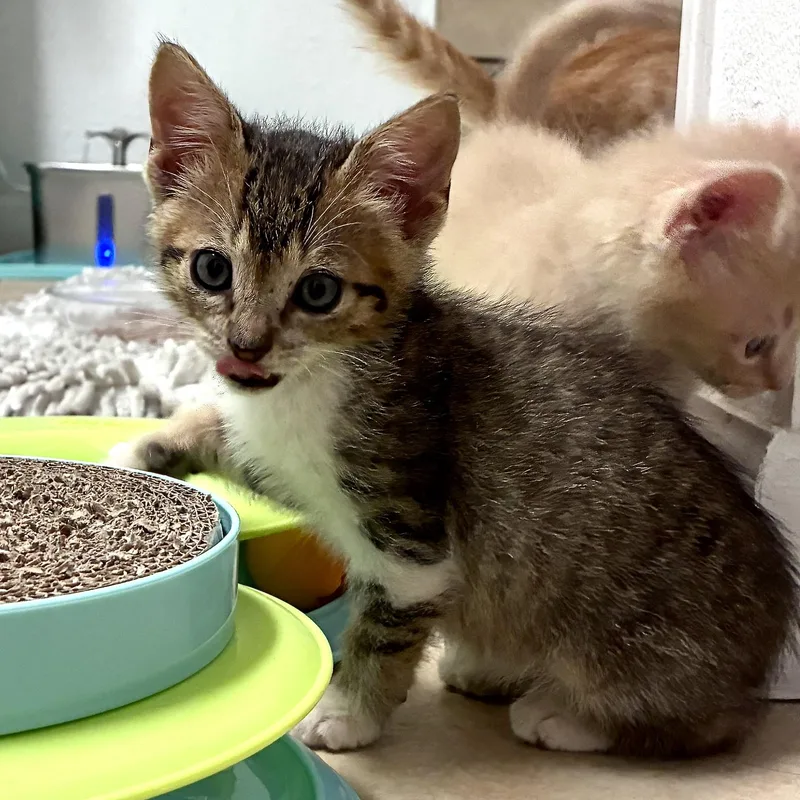 A baby small-sized female Tabby (Brown / Chocolate) Domestic Medium Hair cat named Binx & Bones for adoption in Liverpool, TX
