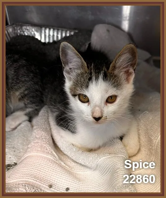 A baby medium-sized female Tabby (Brown / Chocolate) Domestic Short Hair cat named Spice for adoption in Marietta, GA