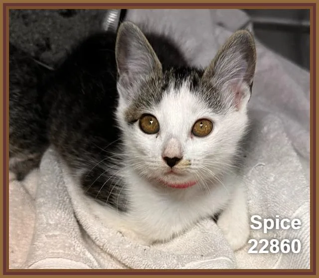 Spice thumbnail 5