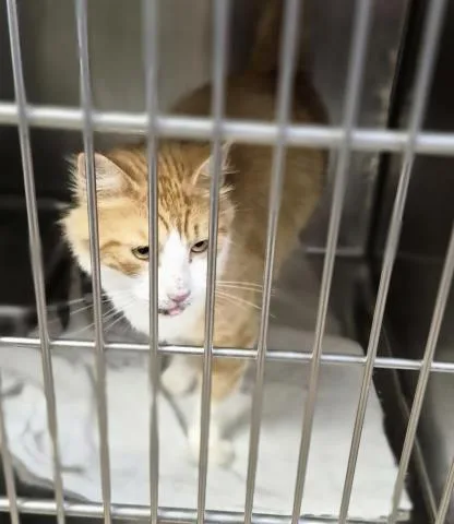 A young medium-sized male Domestic Short Hair cat named Will for adoption in Decatur, IL