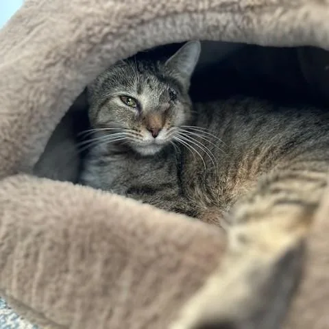 An adult small-sized female Tabby (Brown / Chocolate) Domestic Short Hair cat named Misty for adoption in Stafford, VA