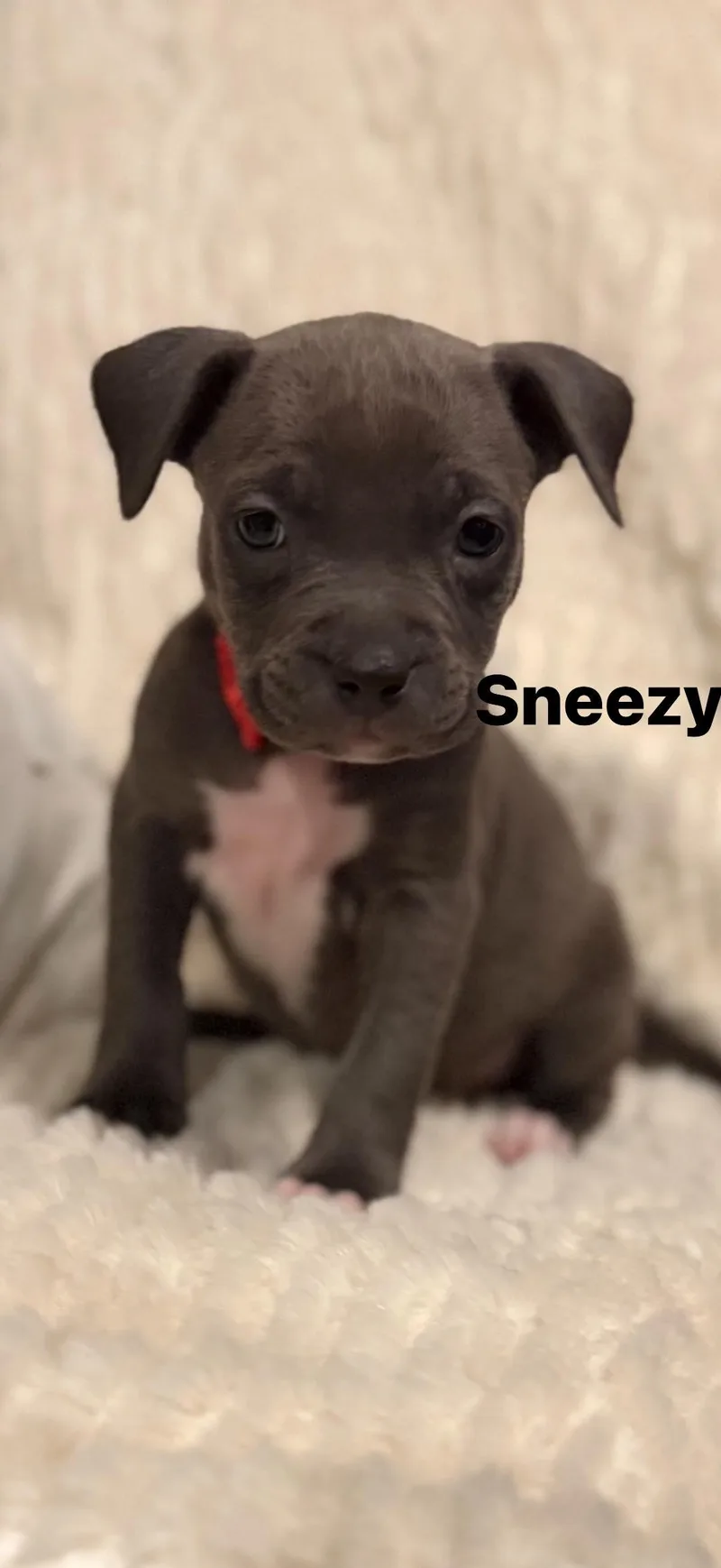 Sneezy