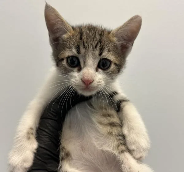 A baby small-sized female Domestic Short Hair cat named Itsy Bee for adoption in El Cajon, CA