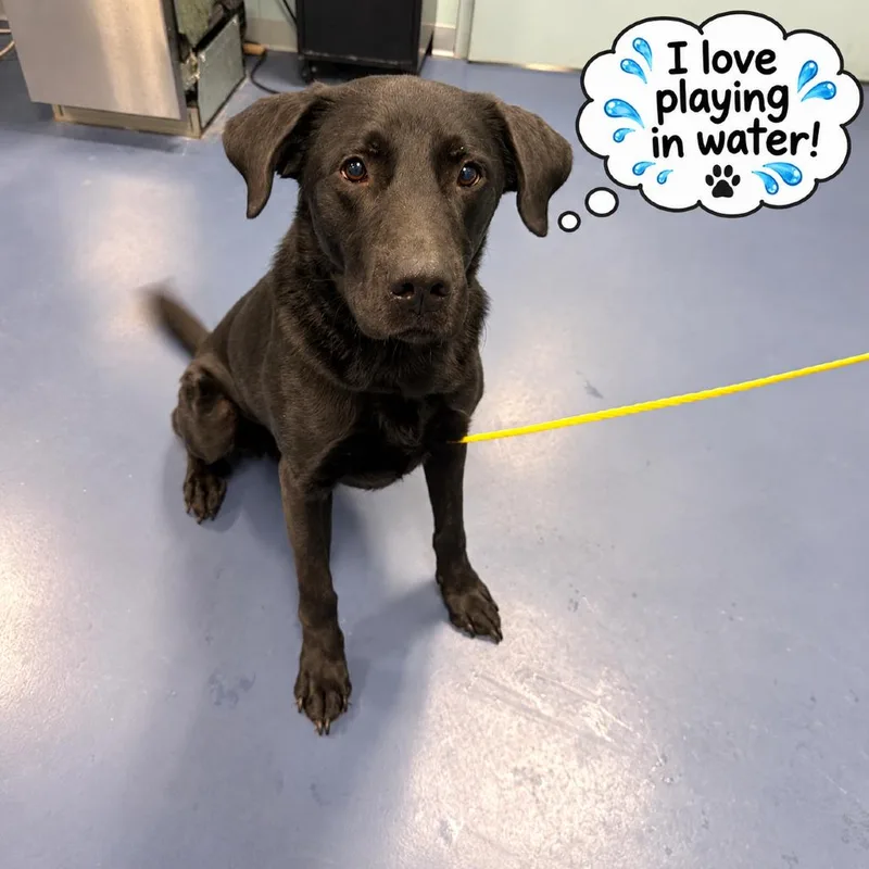An adult medium-sized male Black Labrador Retriever dog named Fenway Park for adoption in Greensboro, NC