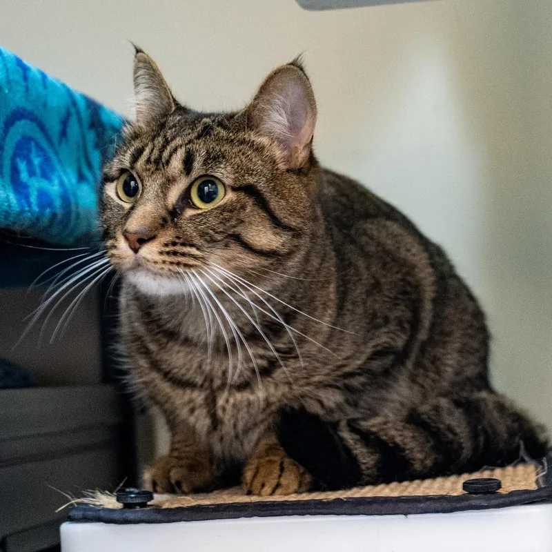 A young medium-sized male Brown / Chocolate Domestic Short Hair cat named McNugget for adoption in Baltimore, MD