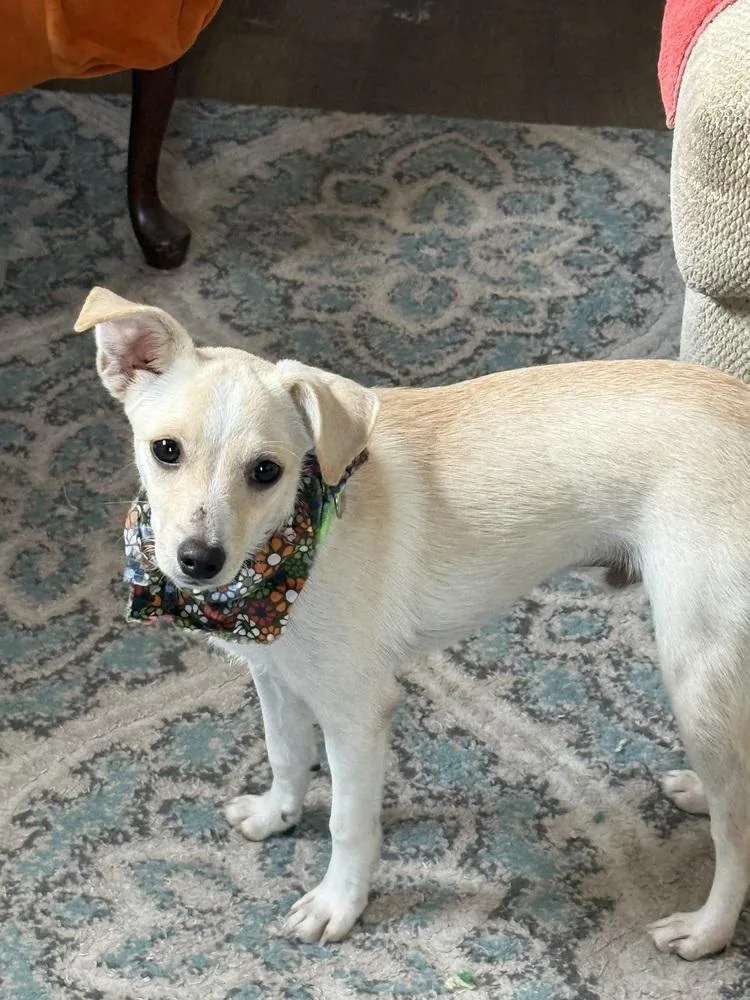 A young small-sized male White / Cream Chihuahua dog named Wilbur for adoption in San Leon, TX