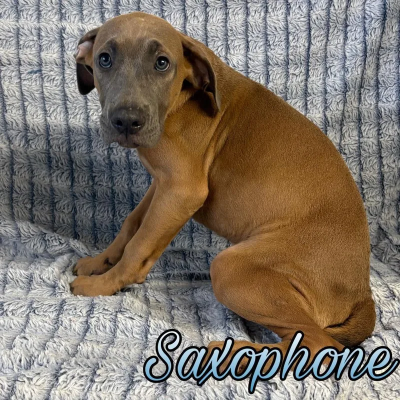 A baby large-sized male Boxer dog named Saxophone for adoption in Hillsboro, OH