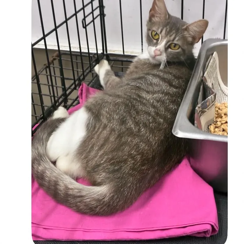 A young medium-sized female Gray / Blue / Silver Domestic Short Hair cat named Myrtle for adoption in Hattiesburg, MS