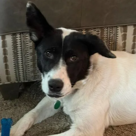 A young medium-sized female Black Mixed Breed dog named Boomer for adoption in Buffalo, MN