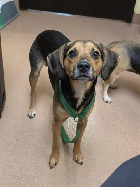 A young large-sized male Beagle dog named Stallion for adoption in Cookeville, TN