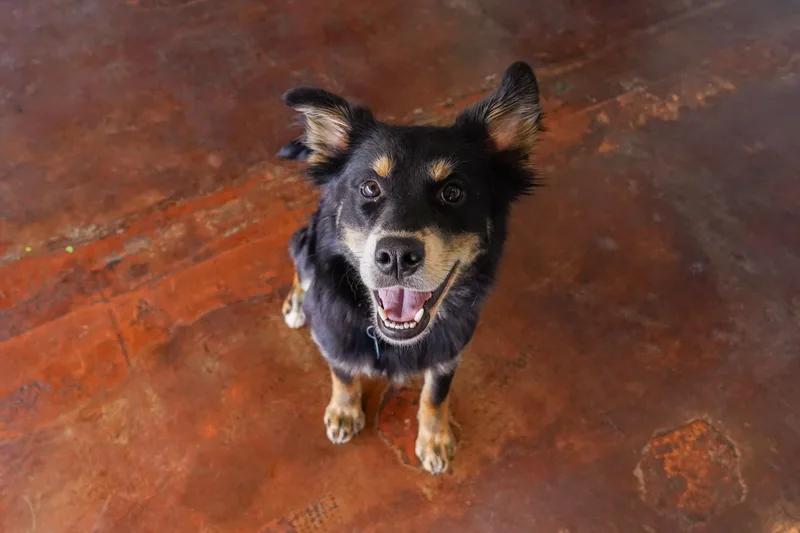 An adult medium-sized female Australian Shepherd dog named Roxie Hart for adoption in San Antonio, TX