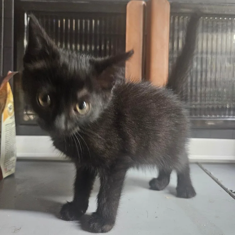 A young small-sized female Gray / Blue / Silver Domestic Short Hair cat named Helix for adoption in mount vernon, AR